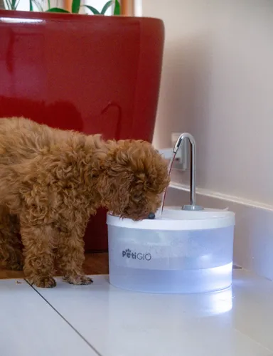 Fontanna dla zwierząt PETIGIO Peti-to-Drink PETI-152