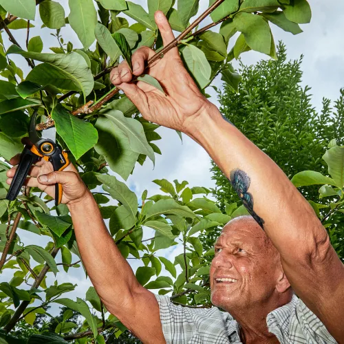 Sekator nożycowy L Fiskars X-series P961
