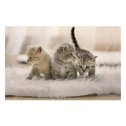 Dozownik karmy automatyczny PETONEER PF007 Nutri Vision