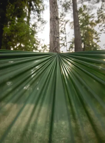 Hamak Lesovik Sul - forest green