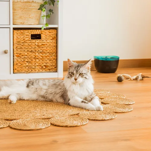 Fontanna dla zwierząt CECOTEC Pumba 2200 Refresh 09561