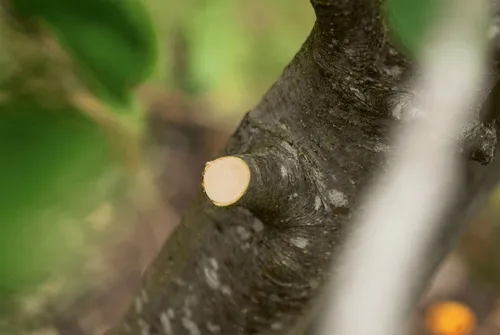 Sekator do gałęzi akumulatorowy BOSCH AdvancedPrune 18V-45 06008C5001