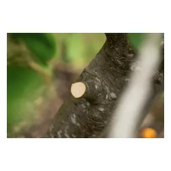 Sekator do gałęzi akumulatorowy BOSCH AdvancedPrune 18V-45 06008C5001