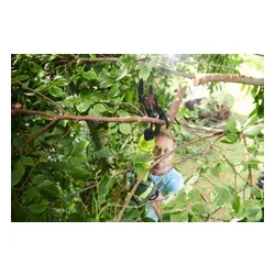 Akumulatorowy sekator Ryobi ONE+ OLP1832BX