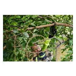 Akumulatorowy sekator Ryobi ONE+ OLP1832BX